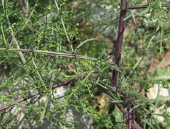 Artemisia scoparia
