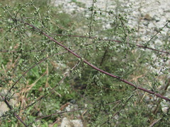 Artemisia scoparia