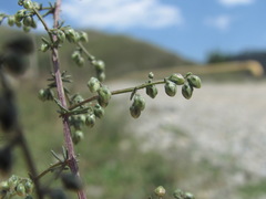 Artemisia scoparia