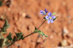 Erodium cygnorum