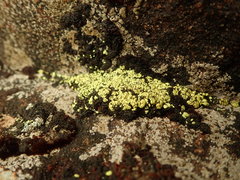 Arthrorhaphis alpina