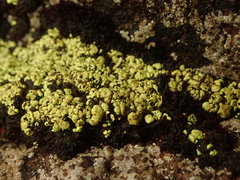 Arthrorhaphis alpina