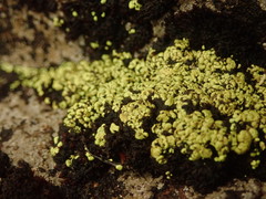 Arthrorhaphis alpina