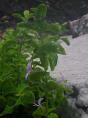 Hypoestes aristata