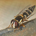 Epauletted Hover Fly - Photo (c) Doug Charlton, some rights reserved (CC BY-NC), uploaded by Doug Charlton