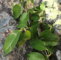 Derris trifoliata