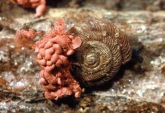 Arcyria stipata