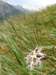 Dianthus superbus alpestris