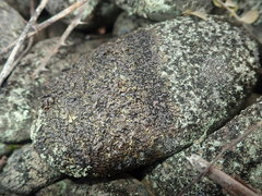 Xanthoparmelia pulla