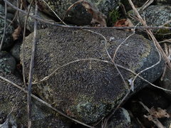 Xanthoparmelia pulla