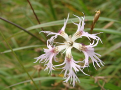 Dianthus superbus alpestris