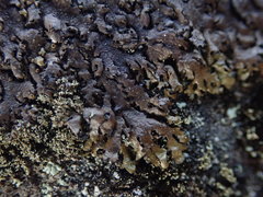 Xanthoparmelia pulla