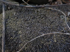 Xanthoparmelia pulla