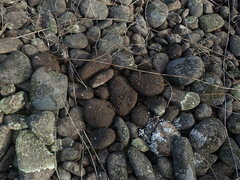 Xanthoparmelia pulla