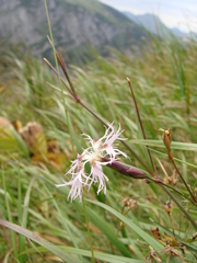 Dianthus superbus alpestris