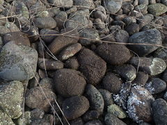 Xanthoparmelia pulla