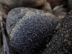 Xanthoparmelia pulla