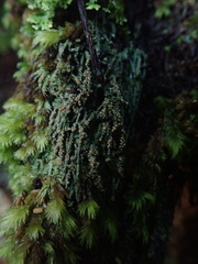 Trapeliopsis granulosa