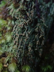 Trapeliopsis granulosa