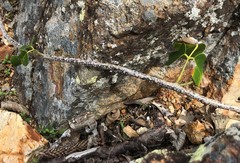 Derris trifoliata