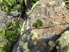 Derris trifoliata
