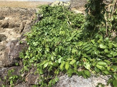 Derris trifoliata