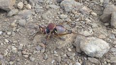 Neocallicrania miegii