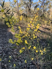 Acacia ausfeldii