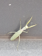 Hierodula transcaucasica
