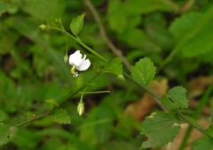 Hibiscus micranthus