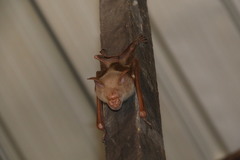 Macronycteris vittatus