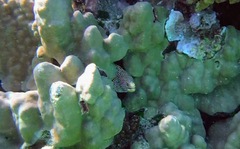 Gymnothorax meleagris