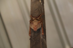 Macronycteris vittatus