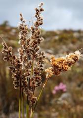 Hypodiscus argenteus
