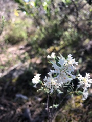 Pimelea octophylla