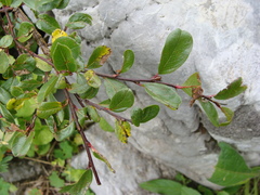 Salix alpina