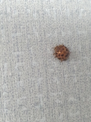 Henosepilachna vigintioctomaculata