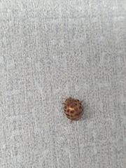 Henosepilachna vigintioctomaculata