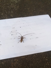 Acalolepta rusticatrix