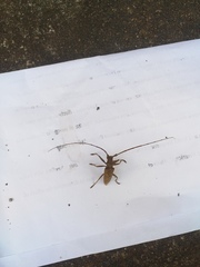 Acalolepta rusticatrix