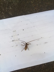 Acalolepta rusticatrix