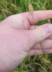 Phleum pratense nodosum