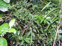 Cryptocarya wyliei