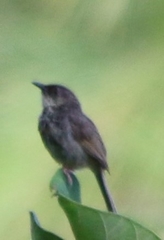Prinia socialis
