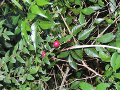Cryptocarya wyliei