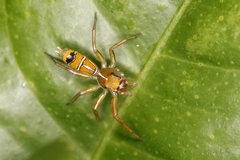 Cosmophasis bitaeniata