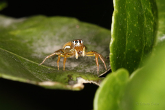 Cosmophasis bitaeniata