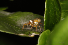Cosmophasis bitaeniata