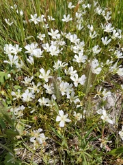 Limnanthaceae