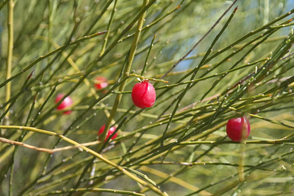 Muraltia scoparia, Matroozefontein, SE of Redelinghuys, by botaneek
